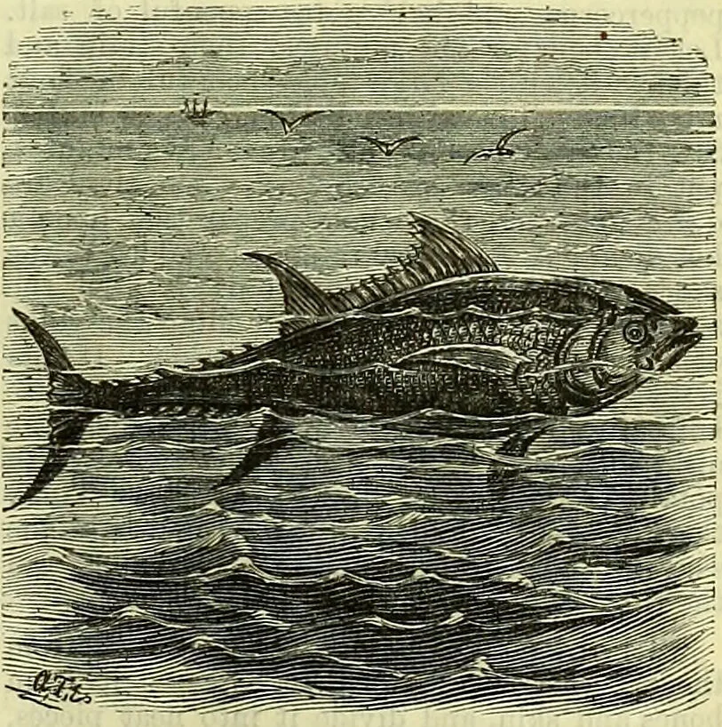 An illustration from Cassell's dictionary of cookery, with numerous engravings and full-page coloured plates : containing about nine thousand recipes., 1880, leaf 1129