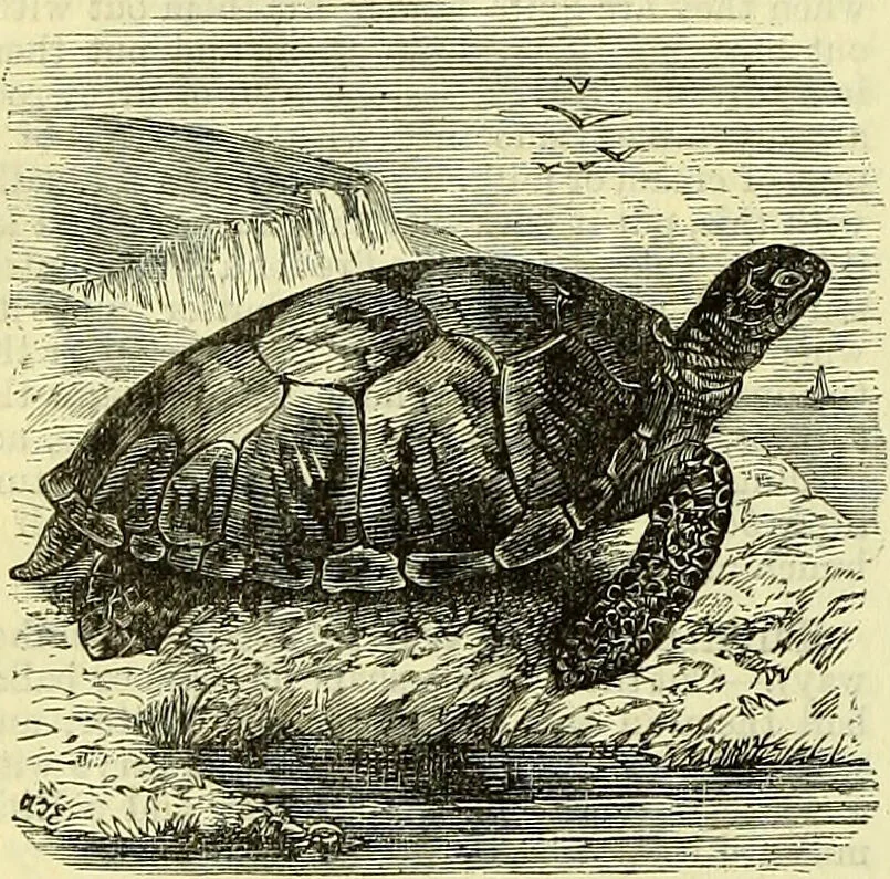 An illustration from Cassell's dictionary of cookery, with numerous engravings and full-page coloured plates : containing about nine thousand recipes., 1880, leaf 1148