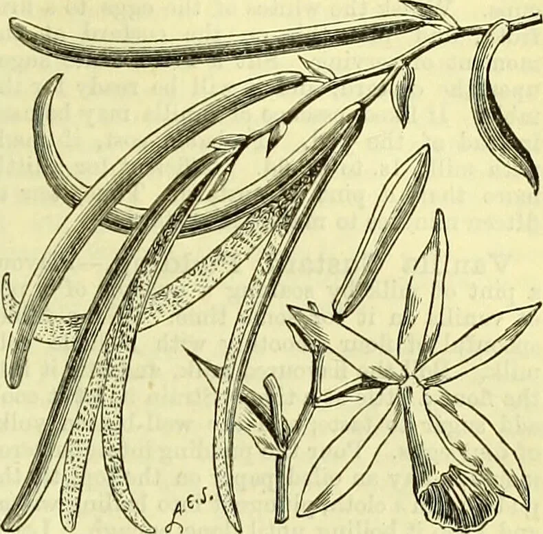 An illustration from Cassell's dictionary of cookery, with numerous engravings and full-page coloured plates : containing about nine thousand recipes., 1880, leaf 1155