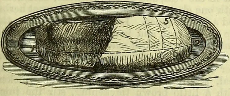 An illustration from Cassell's dictionary of cookery, with numerous engravings and full-page coloured plates : containing about nine thousand recipes., 1880, leaf 1161