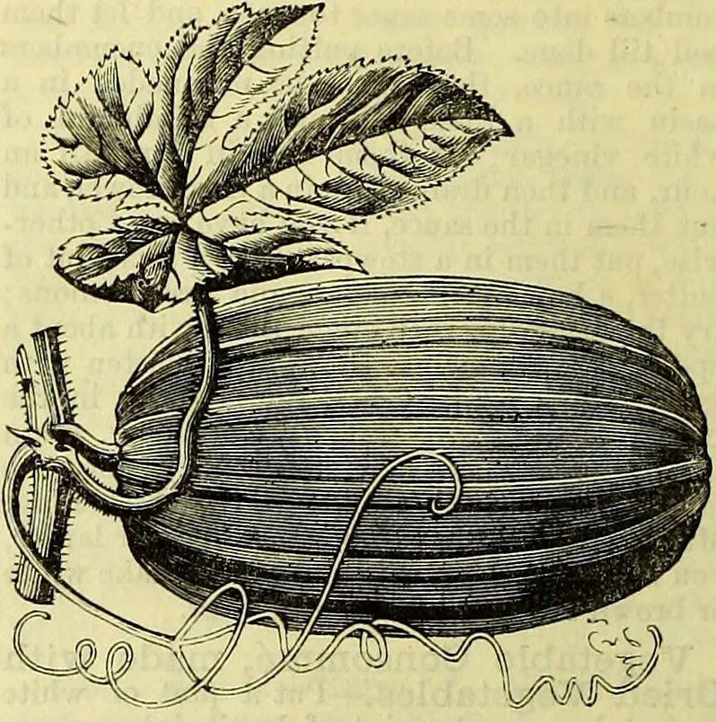 An illustration from Cassell's dictionary of cookery, with numerous engravings and full-page coloured plates : containing about nine thousand recipes., 1880, leaf 1198