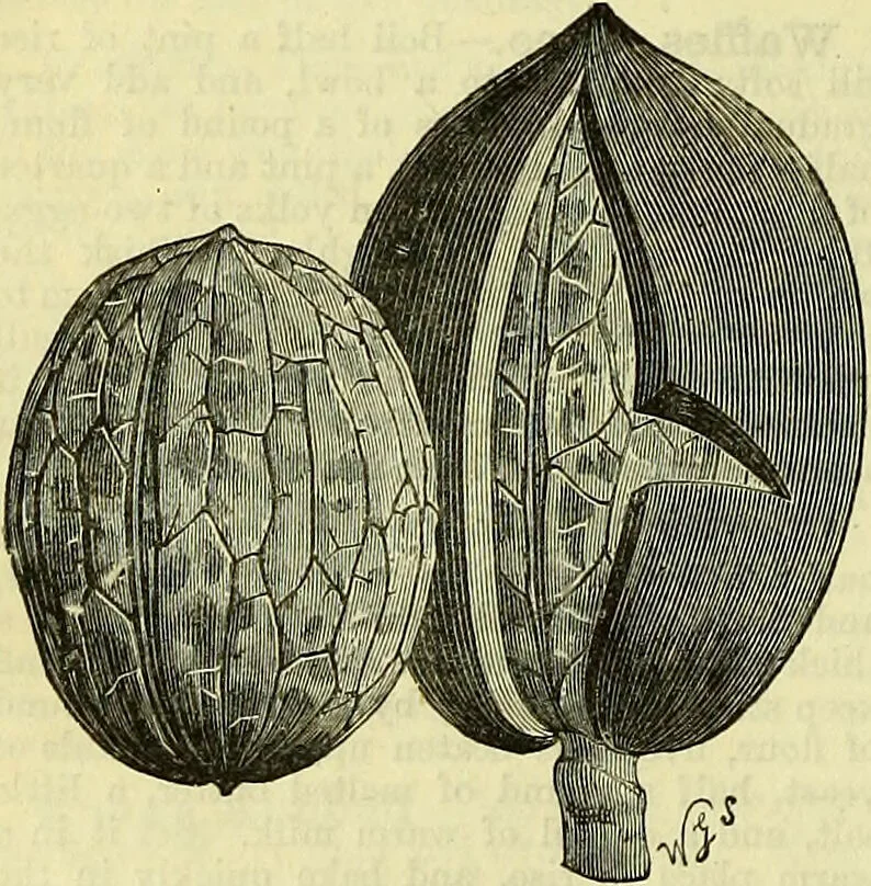 An illustration from Cassell's dictionary of cookery, with numerous engravings and full-page coloured plates : containing about nine thousand recipes., 1880, leaf 1230