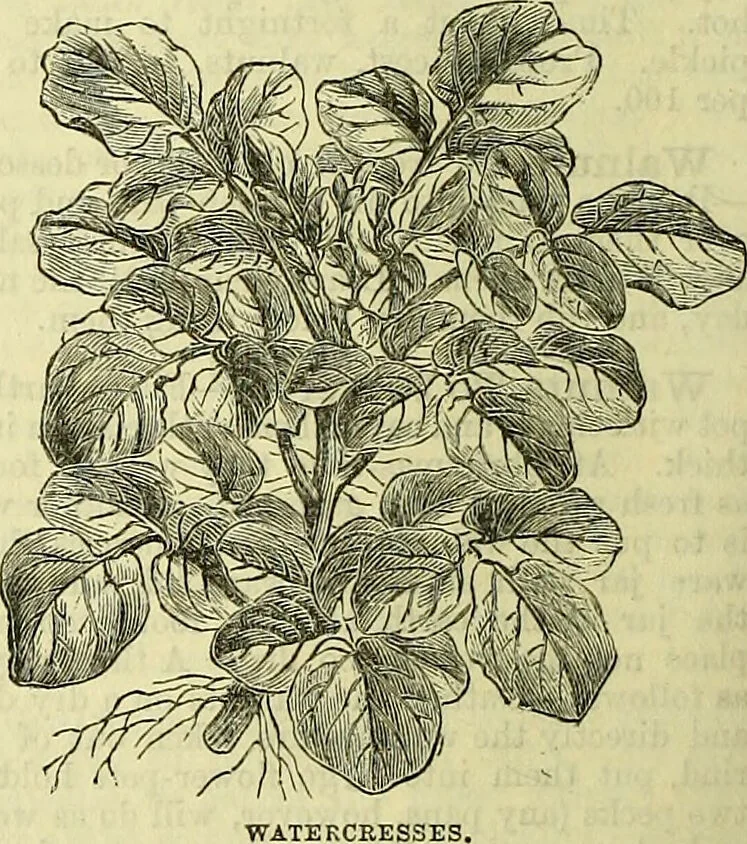 An illustration from Cassell's dictionary of cookery, with numerous engravings and full-page coloured plates : containing about nine thousand recipes., 1880, leaf 1232