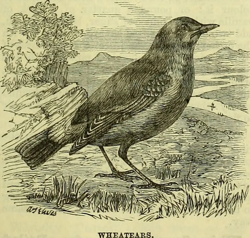 An illustration from Cassell's dictionary of cookery, with numerous engravings and full-page coloured plates : containing about nine thousand recipes., 1880, leaf 1239