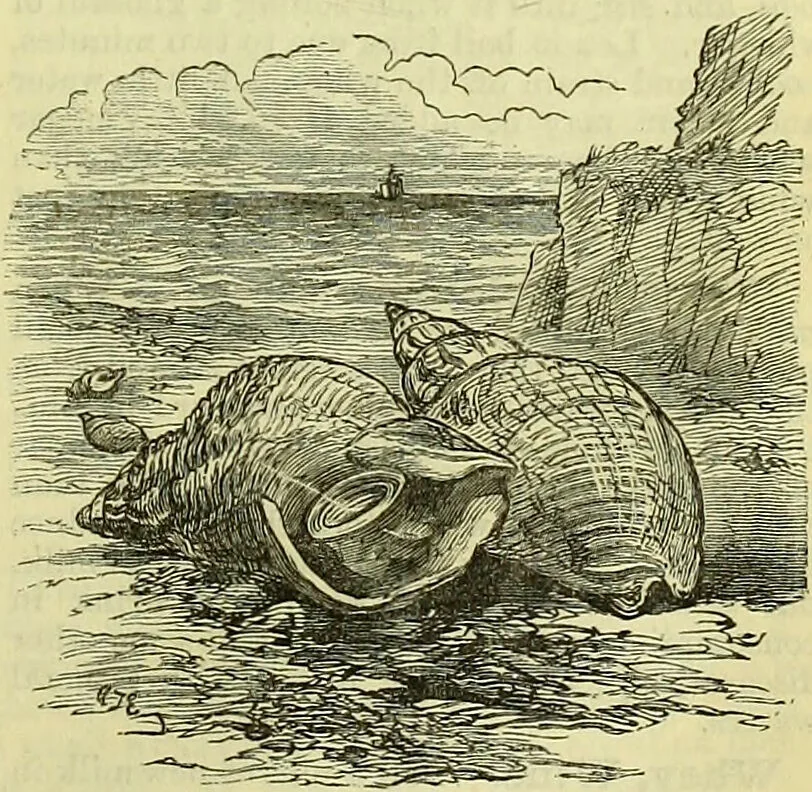 An illustration from Cassell's dictionary of cookery, with numerous engravings and full-page coloured plates : containing about nine thousand recipes., 1880, leaf 1239