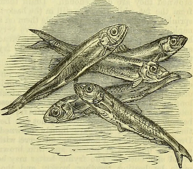 An illustration from Cassell's dictionary of cookery, with numerous engravings and full-page coloured plates : containing about nine thousand recipes., 1880, leaf 1241