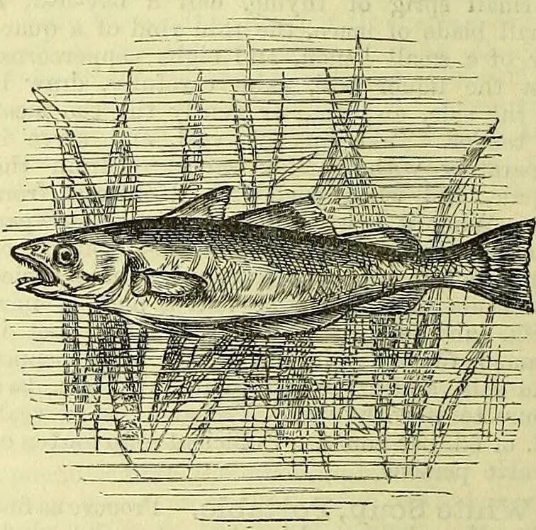 An illustration from Cassell's dictionary of cookery, with numerous engravings and full-page coloured plates : containing about nine thousand recipes., 1880, leaf 1248