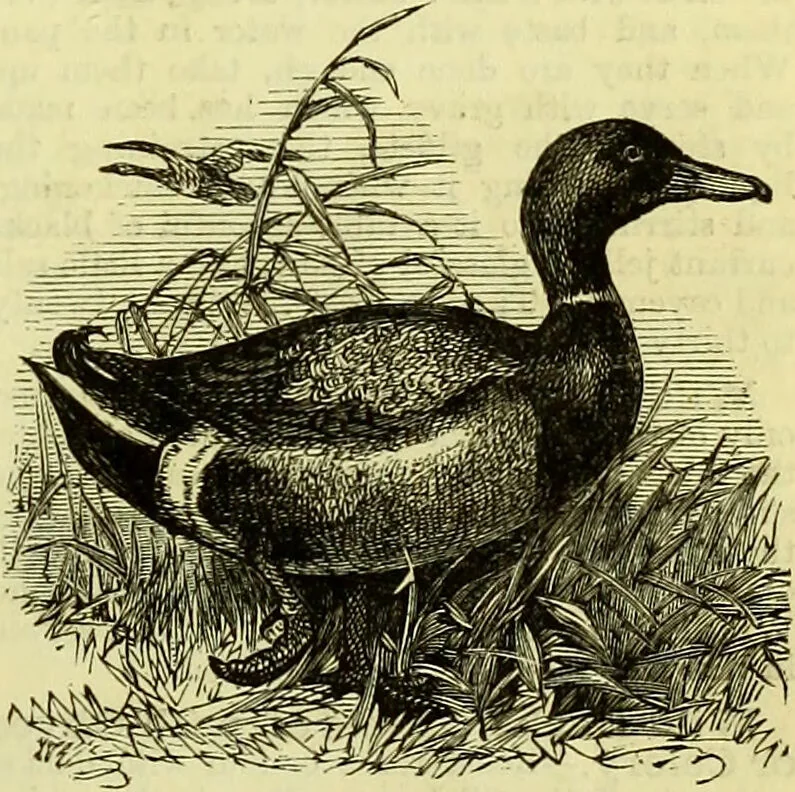 An illustration from Cassell's dictionary of cookery, with numerous engravings and full-page coloured plates : containing about nine thousand recipes., 1880, leaf 1255