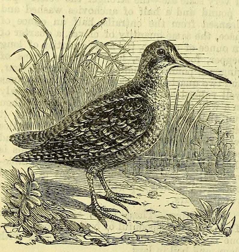 An illustration from Cassell's dictionary of cookery, with numerous engravings and full-page coloured plates : containing about nine thousand recipes., 1880, leaf 1276