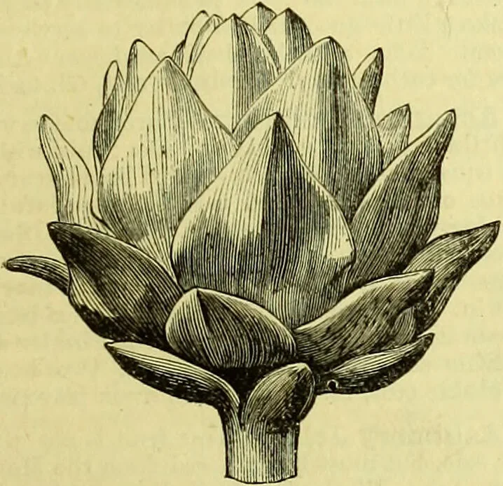 An illustration from Cassell's dictionary of cookery, with numerous engravings and full-page coloured plates : containing about nine thousand recipes., 1880, leaf 147