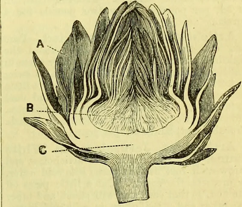 An illustration from Cassell's dictionary of cookery, with numerous engravings and full-page coloured plates : containing about nine thousand recipes., 1880, leaf 147