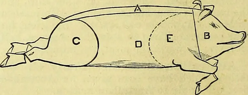 An illustration from Cassell's dictionary of cookery, with numerous engravings and full-page coloured plates : containing about nine thousand recipes., 1880, leaf 154