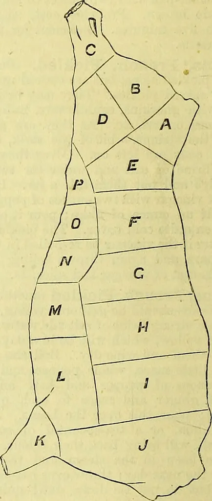 An illustration from Cassell's dictionary of cookery, with numerous engravings and full-page coloured plates : containing about nine thousand recipes., 1880, leaf 162