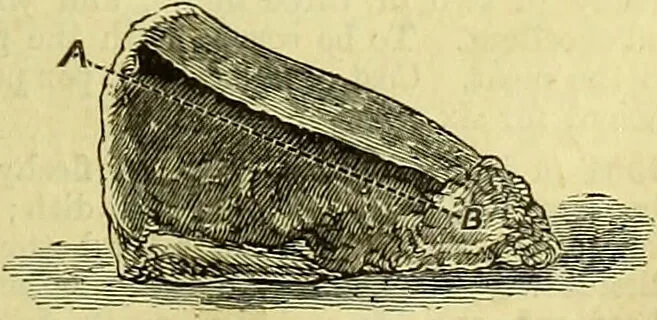 An illustration from Cassell's dictionary of cookery, with numerous engravings and full-page coloured plates : containing about nine thousand recipes., 1880, leaf 163