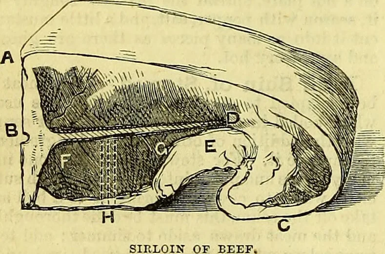 An illustration from Cassell's dictionary of cookery, with numerous engravings and full-page coloured plates : containing about nine thousand recipes., 1880, leaf 176