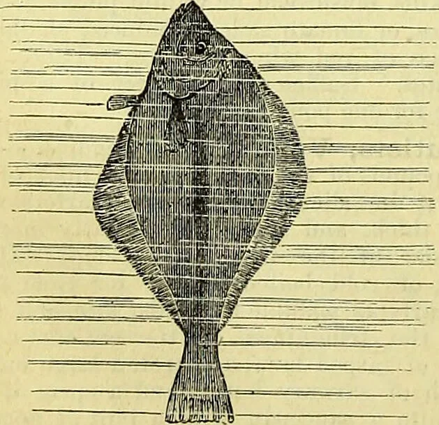 An illustration from Cassell's dictionary of cookery, with numerous engravings and full-page coloured plates : containing about nine thousand recipes., 1880, leaf 296