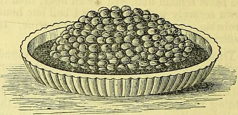 An illustration from Cassell's dictionary of cookery, with numerous engravings and full-page coloured plates : containing about nine thousand recipes., 1880, leaf 298