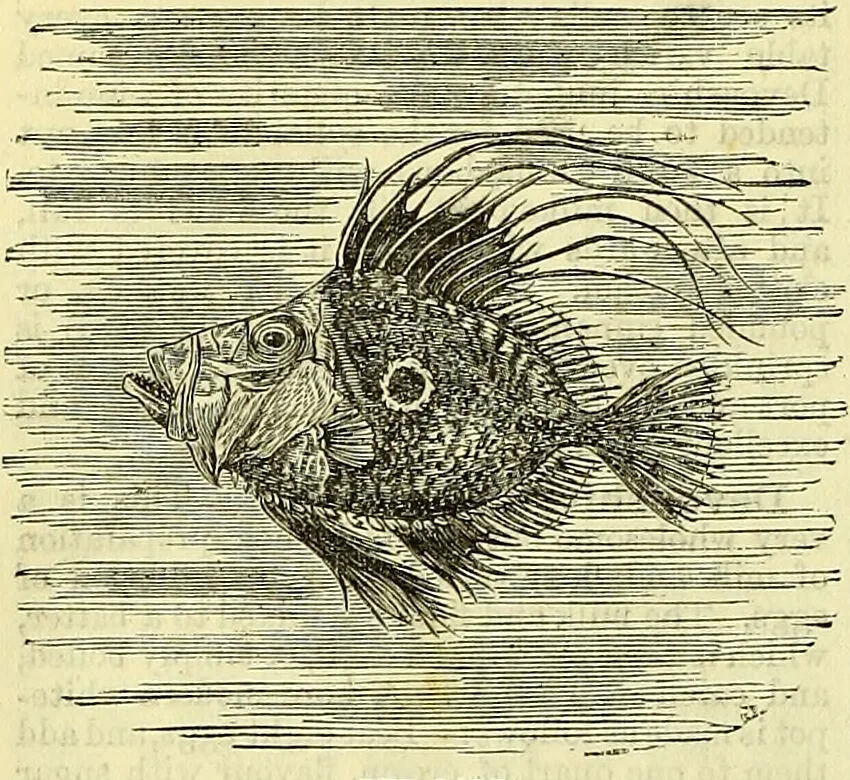 An illustration from Cassell's dictionary of cookery, with numerous engravings and full-page coloured plates : containing about nine thousand recipes., 1880, leaf 302