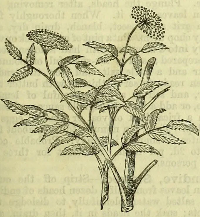 An illustration from Cassell's dictionary of cookery, with numerous engravings and full-page coloured plates : containing about nine thousand recipes., 1880, leaf 319