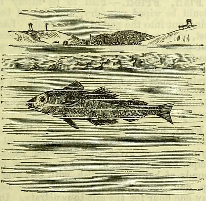 An illustration from Cassell's dictionary of cookery, with numerous engravings and full-page coloured plates : containing about nine thousand recipes., 1880, leaf 325