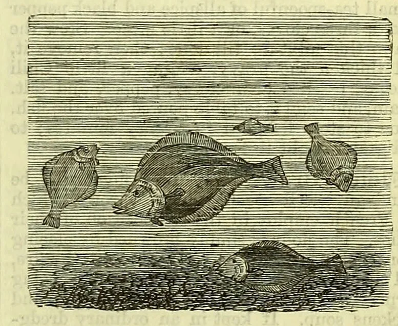 An illustration from Cassell's dictionary of cookery, with numerous engravings and full-page coloured plates : containing about nine thousand recipes., 1880, leaf 331