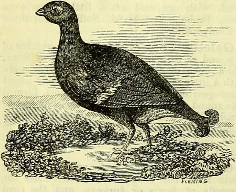 An illustration from Cassell's dictionary of cookery, with numerous engravings and full-page coloured plates : containing about nine thousand recipes., 1880, leaf 354