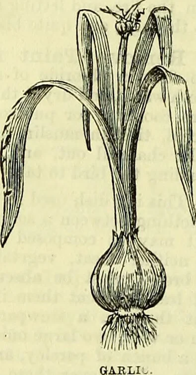 An illustration from Cassell's dictionary of cookery, with numerous engravings and full-page coloured plates : containing about nine thousand recipes., 1880, leaf 358