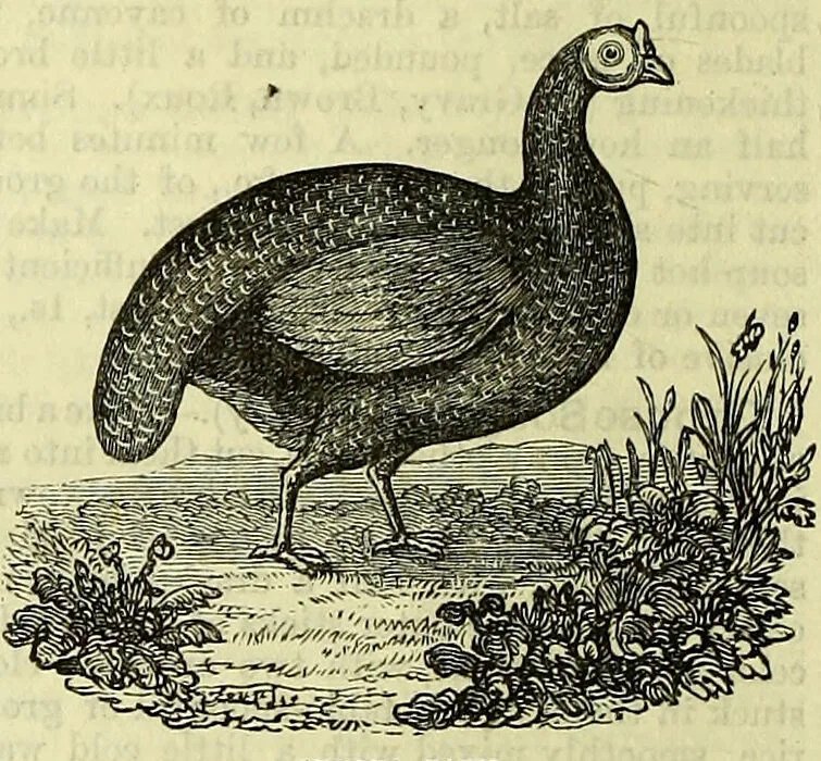 An illustration from Cassell's dictionary of cookery, with numerous engravings and full-page coloured plates : containing about nine thousand recipes., 1880, leaf 404