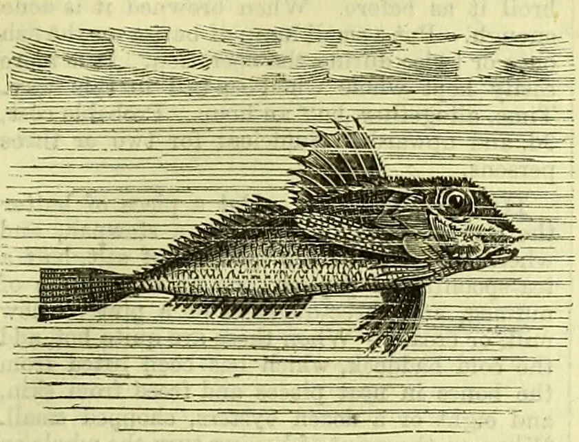 An illustration from Cassell's dictionary of cookery, with numerous engravings and full-page coloured plates : containing about nine thousand recipes., 1880, leaf 405