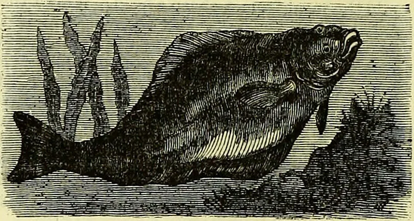 An illustration from Cassell's dictionary of cookery, with numerous engravings and full-page coloured plates : containing about nine thousand recipes., 1880, leaf 410