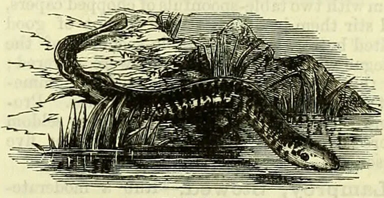An illustration from Cassell's dictionary of cookery, with numerous engravings and full-page coloured plates : containing about nine thousand recipes., 1880, leaf 481