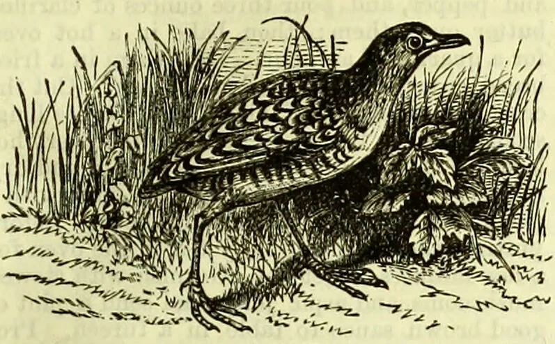 An illustration from Cassell's dictionary of cookery, with numerous engravings and full-page coloured plates : containing about nine thousand recipes., 1880, leaf 483
