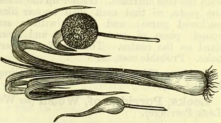 An illustration from Cassell's dictionary of cookery, with numerous engravings and full-page coloured plates : containing about nine thousand recipes., 1880, leaf 485