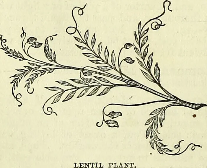 An illustration from Cassell's dictionary of cookery, with numerous engravings and full-page coloured plates : containing about nine thousand recipes., 1880, leaf 498