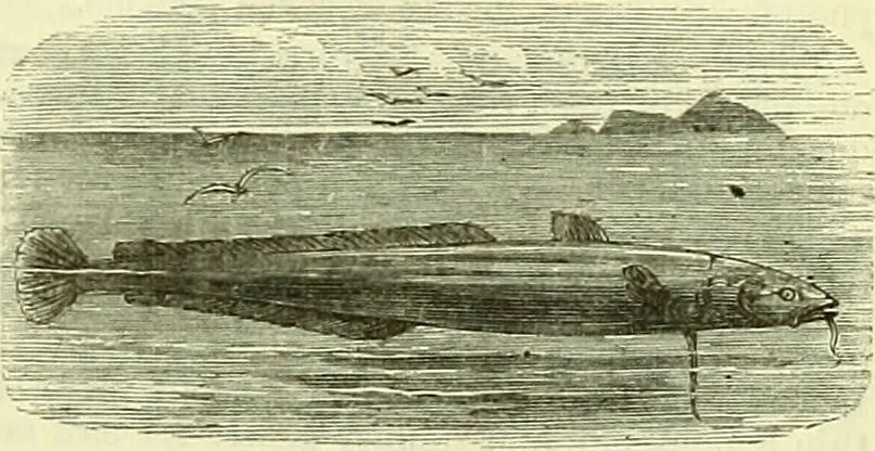An illustration from Cassell's dictionary of cookery, with numerous engravings and full-page coloured plates : containing about nine thousand recipes., 1880, leaf 501