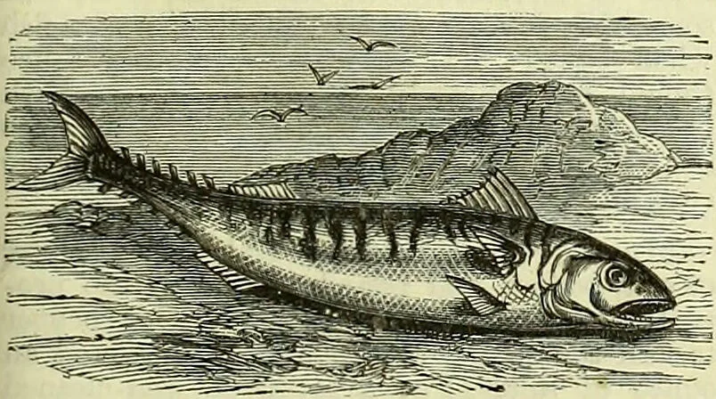 An illustration from Cassell's dictionary of cookery, with numerous engravings and full-page coloured plates : containing about nine thousand recipes., 1880, leaf 517