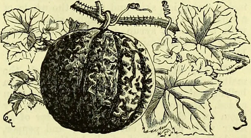 An illustration from Cassell's dictionary of cookery, with numerous engravings and full-page coloured plates : containing about nine thousand recipes., 1880, leaf 537