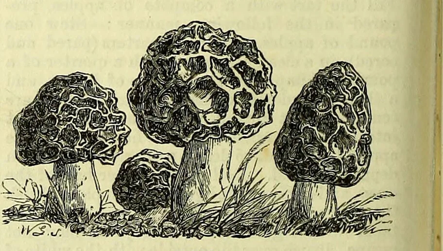An illustration from Cassell's dictionary of cookery, with numerous engravings and full-page coloured plates : containing about nine thousand recipes., 1880, leaf 548