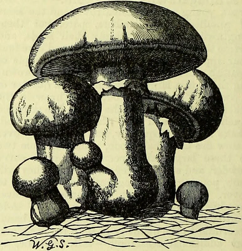 An illustration from Cassell's dictionary of cookery, with numerous engravings and full-page coloured plates : containing about nine thousand recipes., 1880, leaf 552