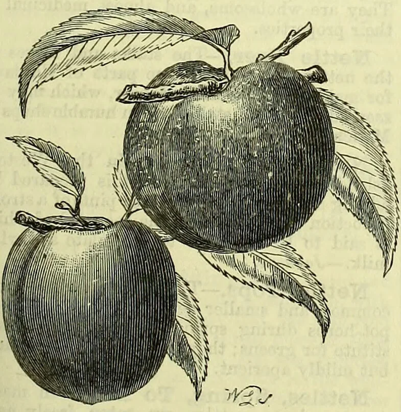 An illustration from Cassell's dictionary of cookery, with numerous engravings and full-page coloured plates : containing about nine thousand recipes., 1880, leaf 575