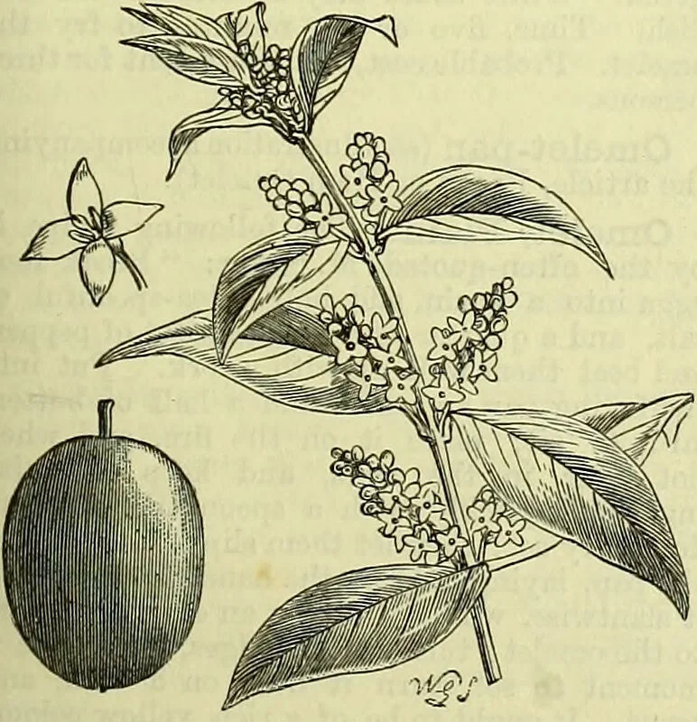 An illustration from Cassell's dictionary of cookery, with numerous engravings and full-page coloured plates : containing about nine thousand recipes., 1880, leaf 585