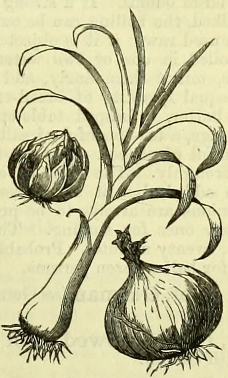 An illustration from Cassell's dictionary of cookery, with numerous engravings and full-page coloured plates : containing about nine thousand recipes., 1880, leaf 587