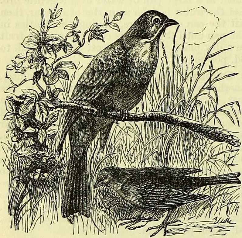 An illustration from Cassell's dictionary of cookery, with numerous engravings and full-page coloured plates : containing about nine thousand recipes., 1880, leaf 604
