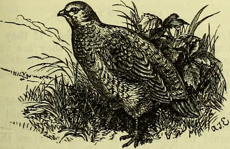 An illustration from Cassell's dictionary of cookery, with numerous engravings and full-page coloured plates : containing about nine thousand recipes., 1880, leaf 631