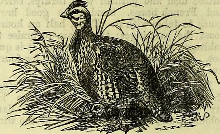 An illustration from Cassell's dictionary of cookery, with numerous engravings and full-page coloured plates : containing about nine thousand recipes., 1880, leaf 632