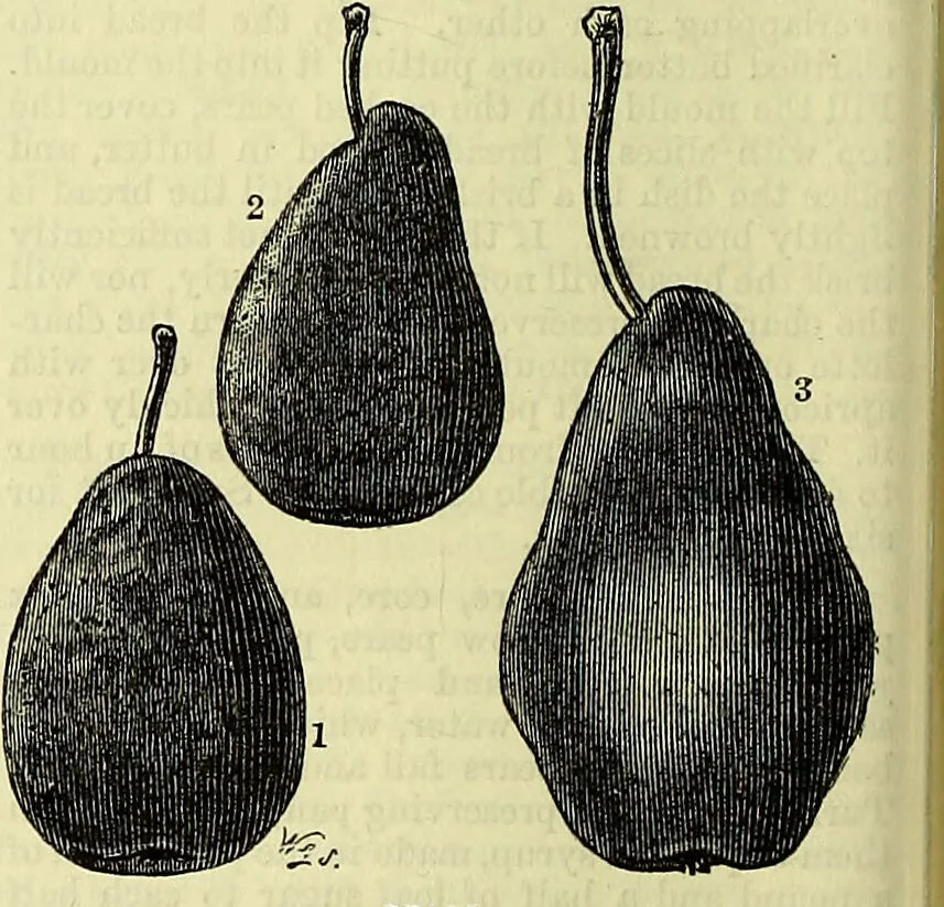 An illustration from Cassell's dictionary of cookery, with numerous engravings and full-page coloured plates : containing about nine thousand recipes., 1880, leaf 646