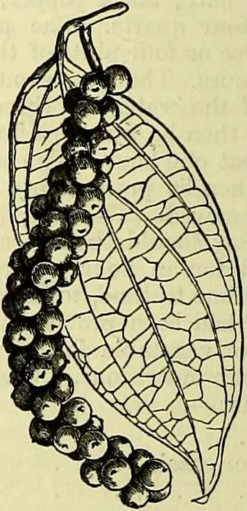 An illustration from Cassell's dictionary of cookery, with numerous engravings and full-page coloured plates : containing about nine thousand recipes., 1880, leaf 654