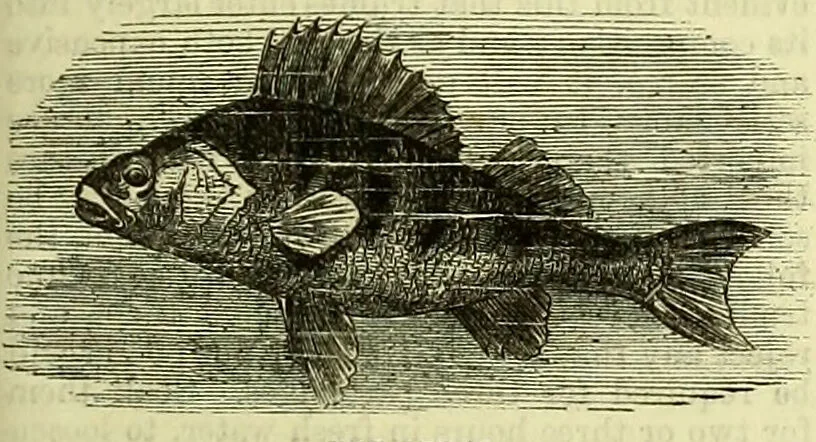 An illustration from Cassell's dictionary of cookery, with numerous engravings and full-page coloured plates : containing about nine thousand recipes., 1880, leaf 657