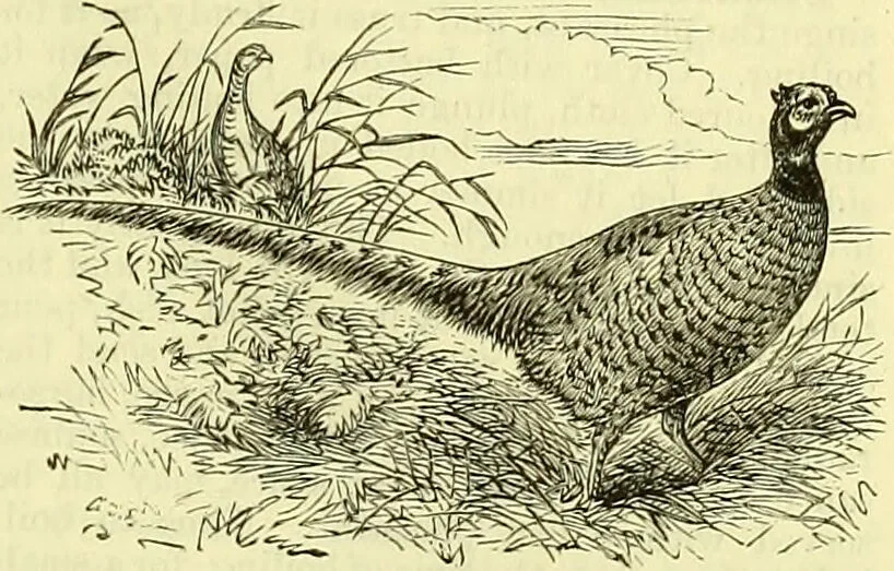 An illustration from Cassell's dictionary of cookery, with numerous engravings and full-page coloured plates : containing about nine thousand recipes., 1880, leaf 663