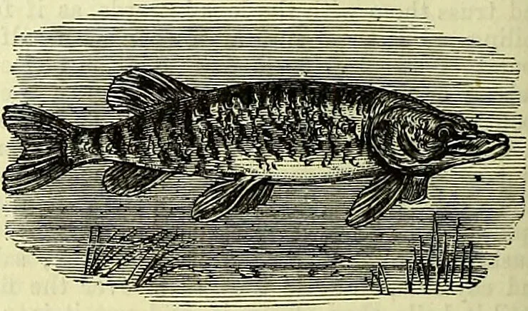 An illustration from Cassell's dictionary of cookery, with numerous engravings and full-page coloured plates : containing about nine thousand recipes., 1880, leaf 688